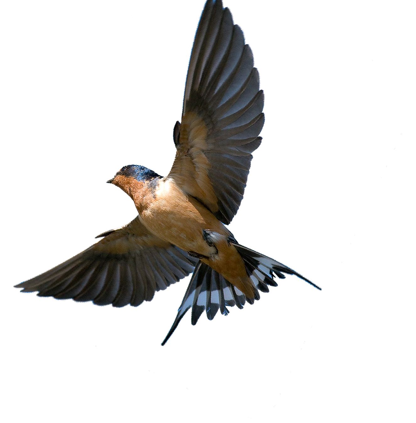 Southern Flying Tree Rough-Winged Swallow Bird Barn Transparent PNG Image