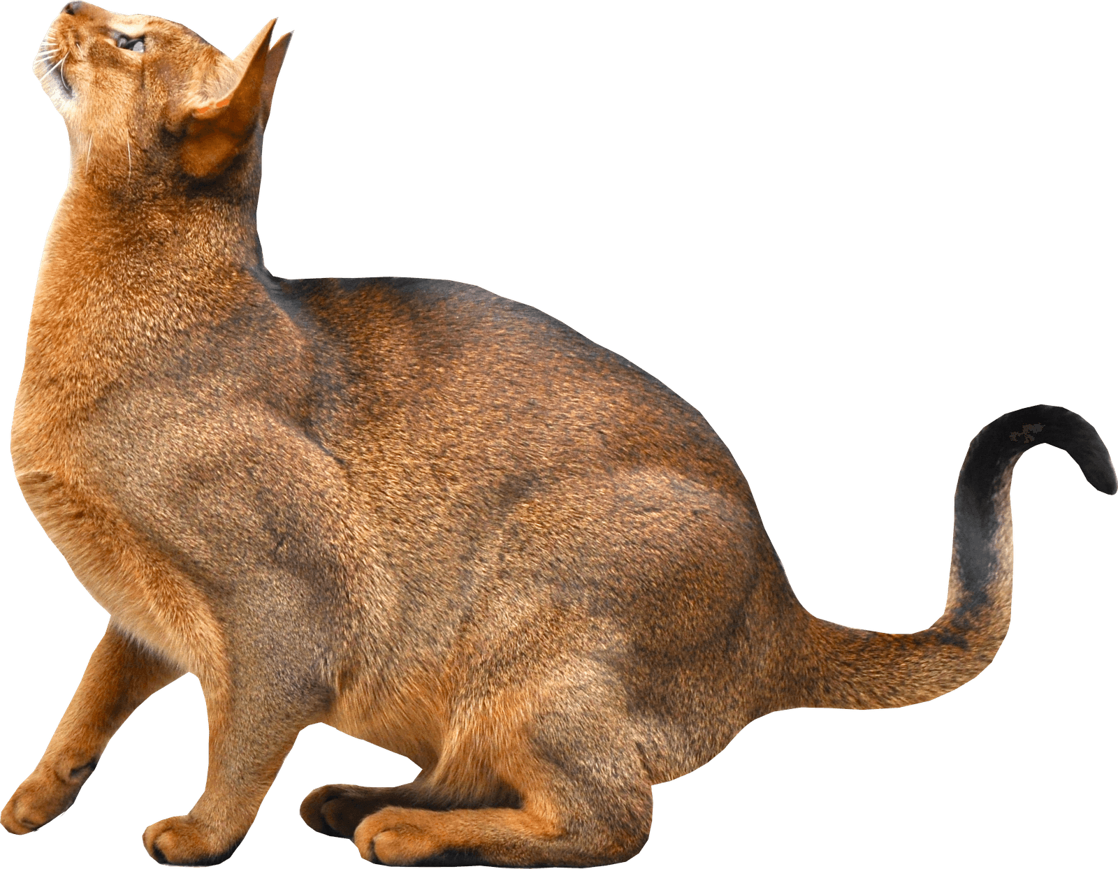 Kitten Png Image Download Picture  Transparent PNG Image