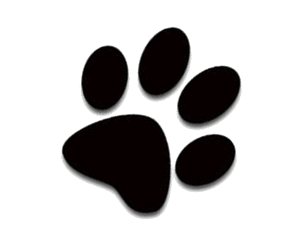 Kitten Black Dog Cat HD Image Free PNG Transparent PNG Image