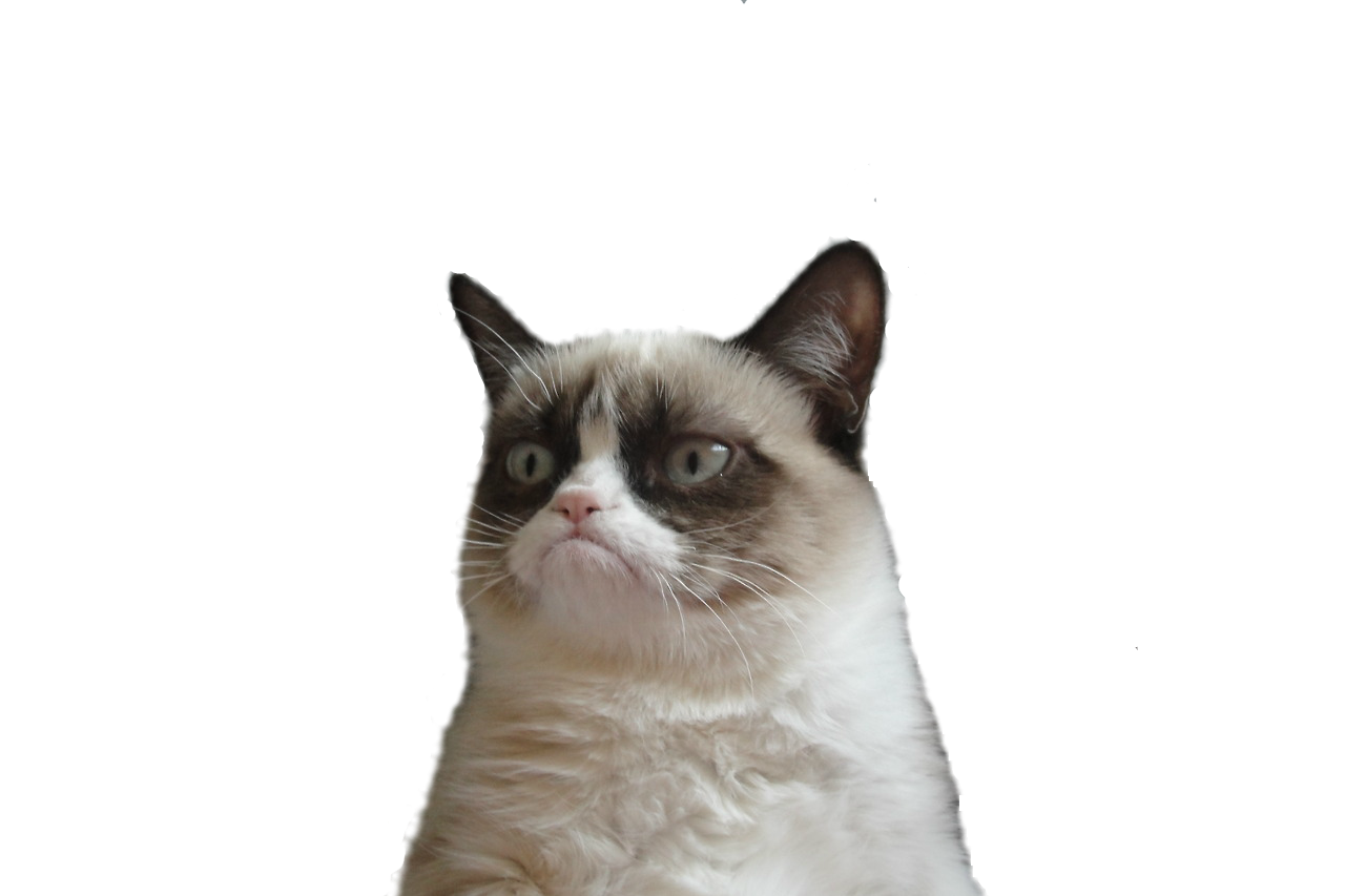 Short Manx Haired Domestic Cat Snowshoe Grumpy Transparent PNG Image