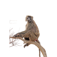 Baboon PNG Category