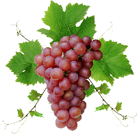 Grape PNG Category