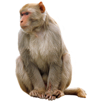 Monkey PNG Category