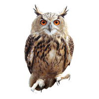 Owl PNG Category