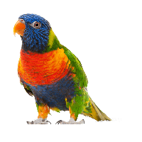 Parrot PNG Category