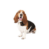 Basset Hound Image