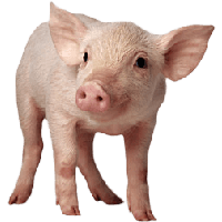 Pig PNG Category