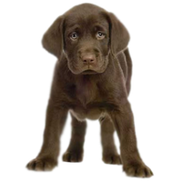 Puppy PNG Category