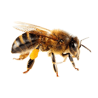 Bee PNG Category