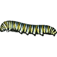 Caterpillar PNG Category