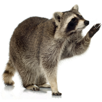 Raccoon PNG Category