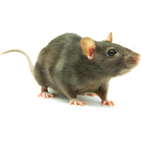 Rat PNG Category