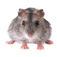 Rat Mouse PNG Category