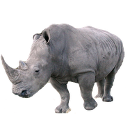 Rhinoceros PNG Category