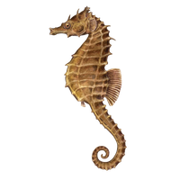 Seahorse PNG Category