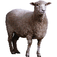 Sheep PNG Category