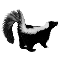 Skunk PNG Category