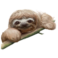 Sloth PNG Category