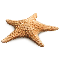 Starfish PNG Category