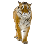 Tiger PNG Category