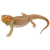 Bearded Dragon PNG Category