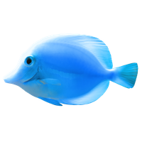 Tropical Fish PNG Category