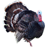 Turkey Bird PNG Category