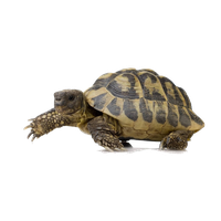 Turtle PNG Category