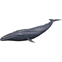 Whale PNG Category