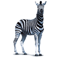 Zebra PNG Category