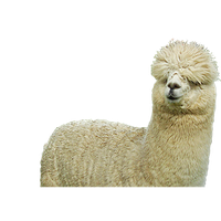 Sheep PNG Category