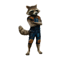 Raccoon PNG Category