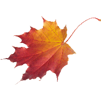 Autumn Leaves PNG Category