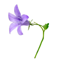 Bellflower PNG Category