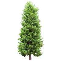 Fir Tree PNG Category