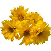 Flowers PNG Category