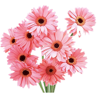 Gerbera PNG Category