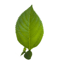 Leaf PNG Category