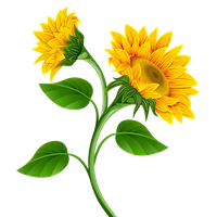 Sunflower PNG Category