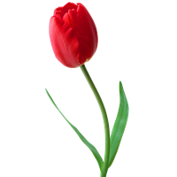 Tulip PNG Category