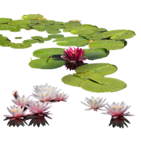 Water Lily PNG Category