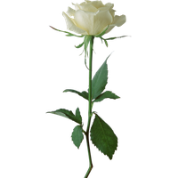 White Rose PNG Category