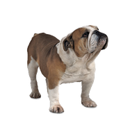 Bulldog PNG Category