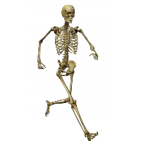 Skeleton PNG Category