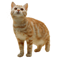 Cat PNG Category