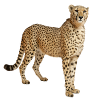 Cheetah PNG Category