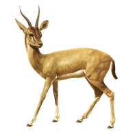 Deer PNG Category