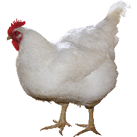 Chicken PNG Category