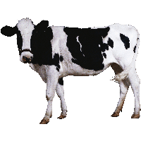 Cow PNG Category