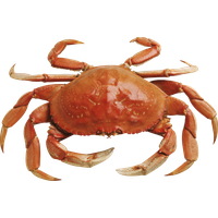 Crab PNG Category